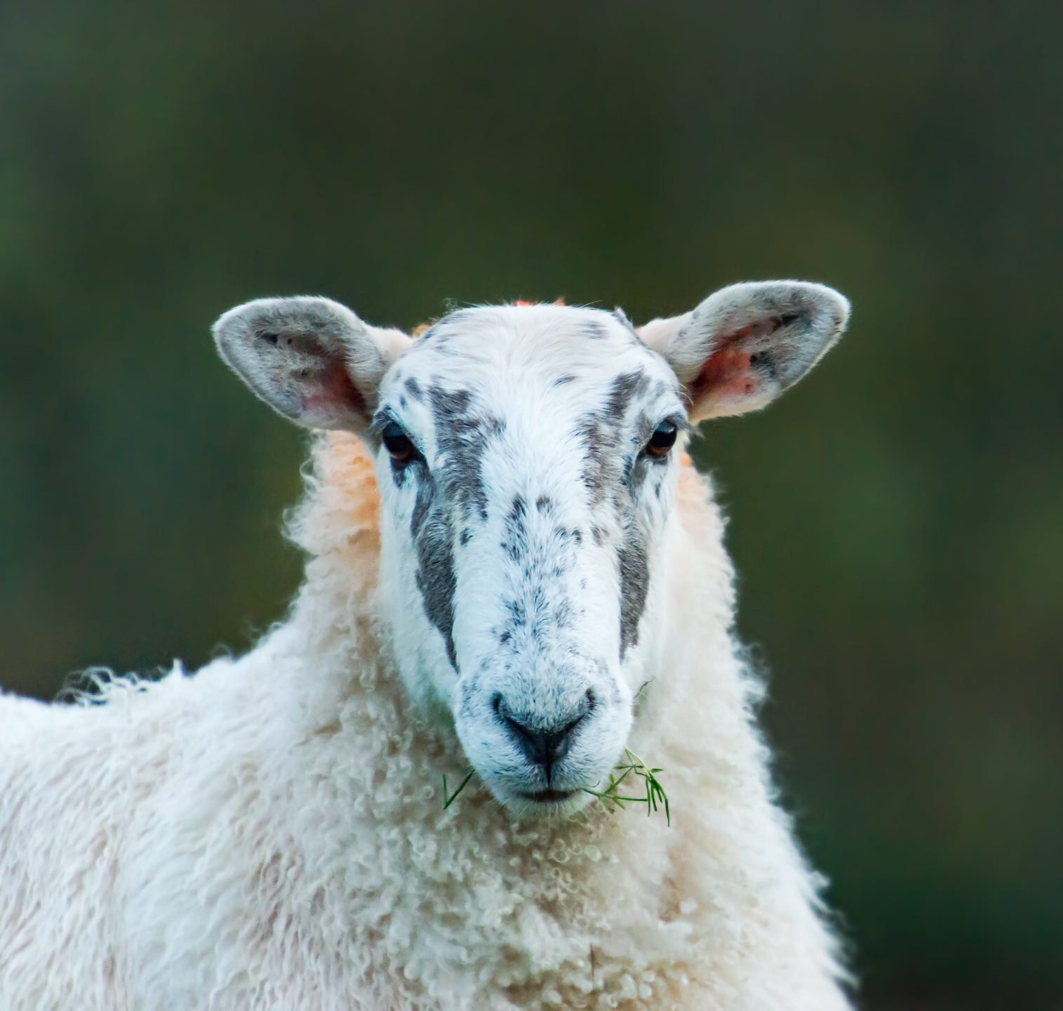 Sheep