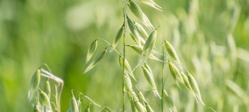Unripe Oat harvest, green field