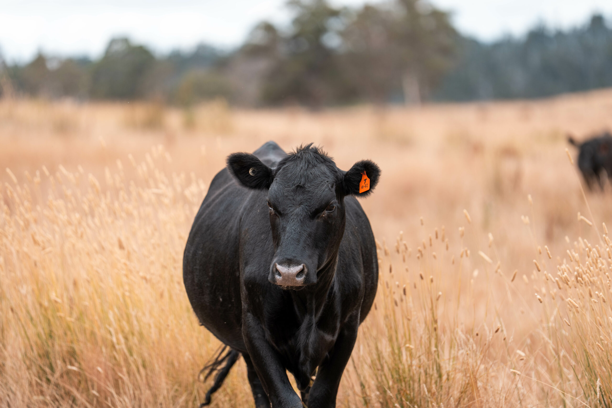 Beef