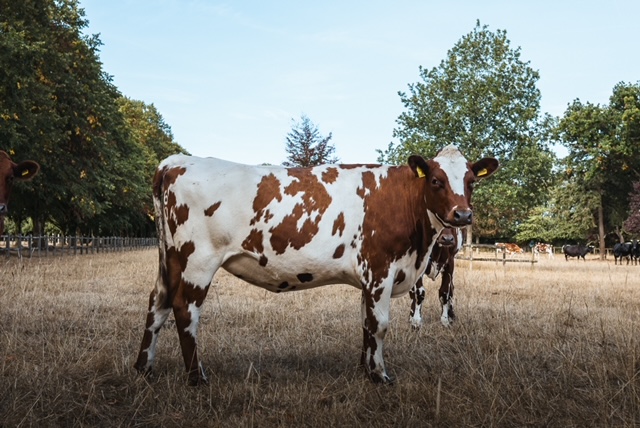 Dairy